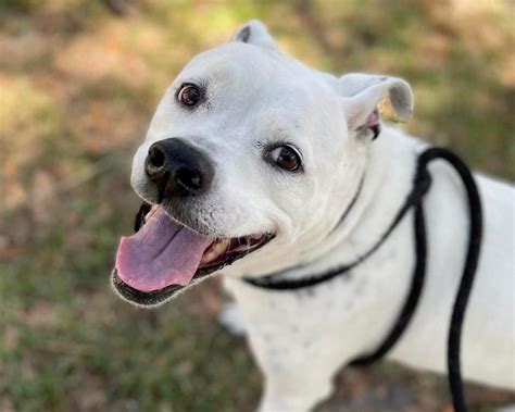 Treasure coast humane society - The Humane Society of the Treasure Coast has 51 dogs up for adoption and 36 kennels. Some dogs are taking refuge in offices and other rooms at the animal rescue. Right now, in honor of WPTV ...